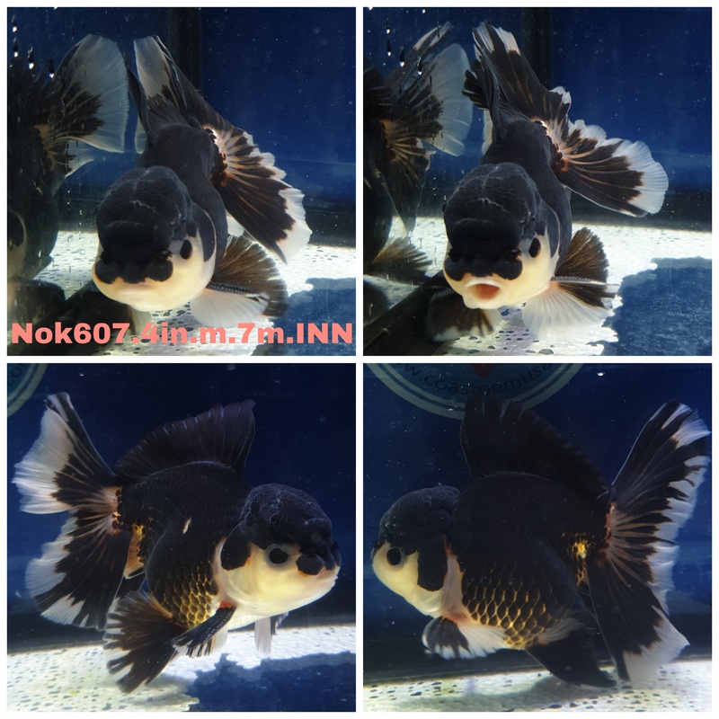 (NOK-607) Thai Panda Orchid Tail Oranda 4.00 inch Body Male 7 Months Age