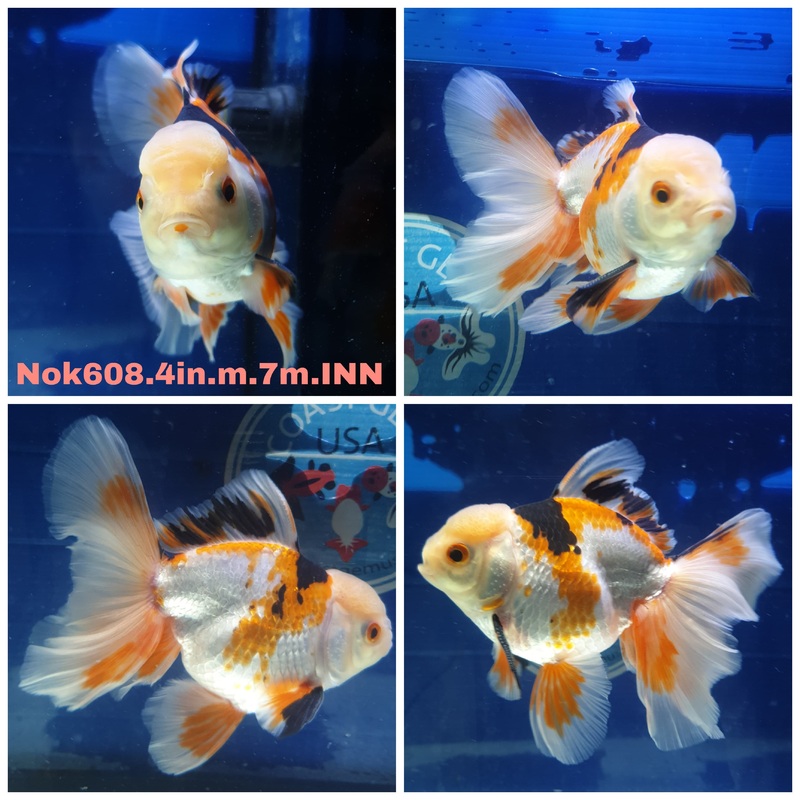 (NOK-608) Thai Tri Color Orchid Tail Oranda 4.00 inch Body Male 7 Months Age