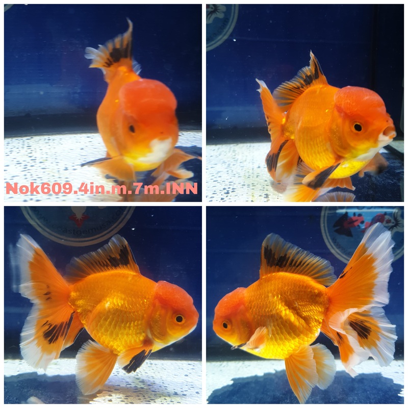(NOK-609) Thai Apache Orchid Tail Oranda 4.00 inch Body Male 7 Months Age