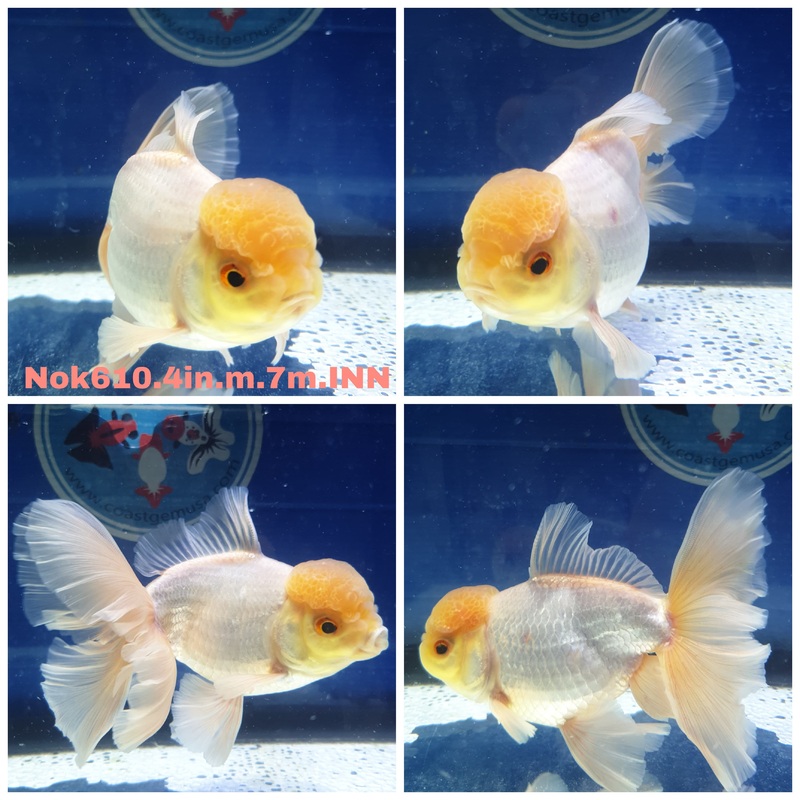 (NOK-610) Thai Lemon Head White Orchid Tail Oranda 4.00 inch Body Male 7 Months Age