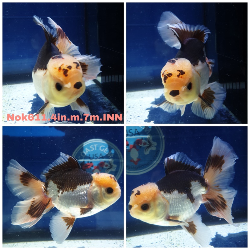 (NOK-611) Thai Panda Orchid Tail Oranda 4.00 inch Body Male 7 Months Age