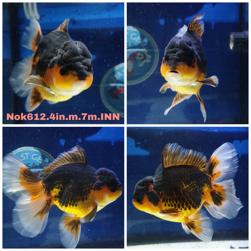 (NOK-612) Thai Apache Orchid Tail Oranda 4.00 inch Body Male 7 Months Age
