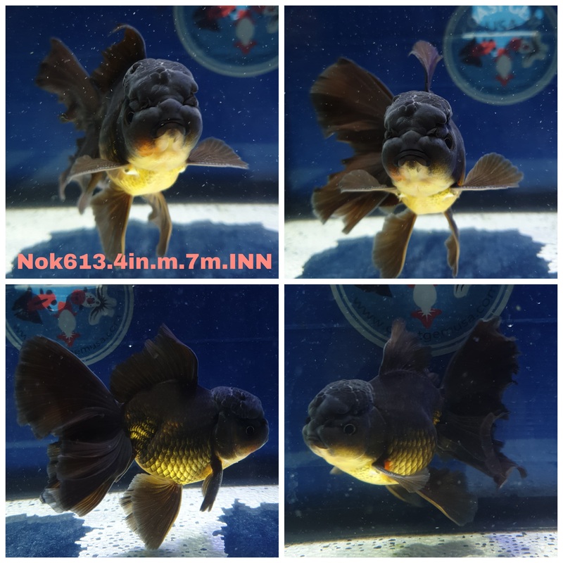 (NOK-613) Thai Black Orchid Tail Oranda 4.00 inch Body Male 7 Months Age