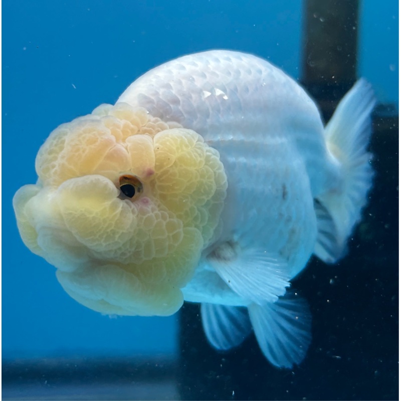 Premium Fancy Goldfish Lemon Head Ranchu Fluffy Wen and Chin 3.5 body Female 8 Months (JC-150) R4C01