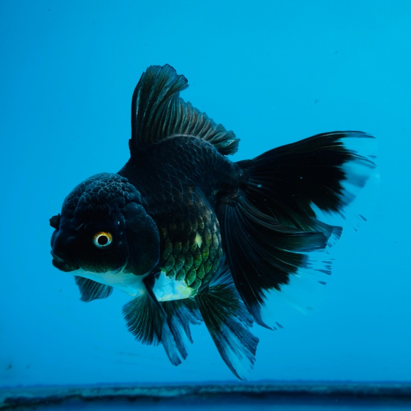 Thai Black Orchid Tail Oranda 4.00 inch Body (KP-008)R1A08
