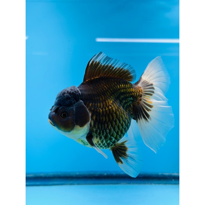 Thai Fancy Black Oranda 4'' Female Peacock Tail (KP-003)R1A09