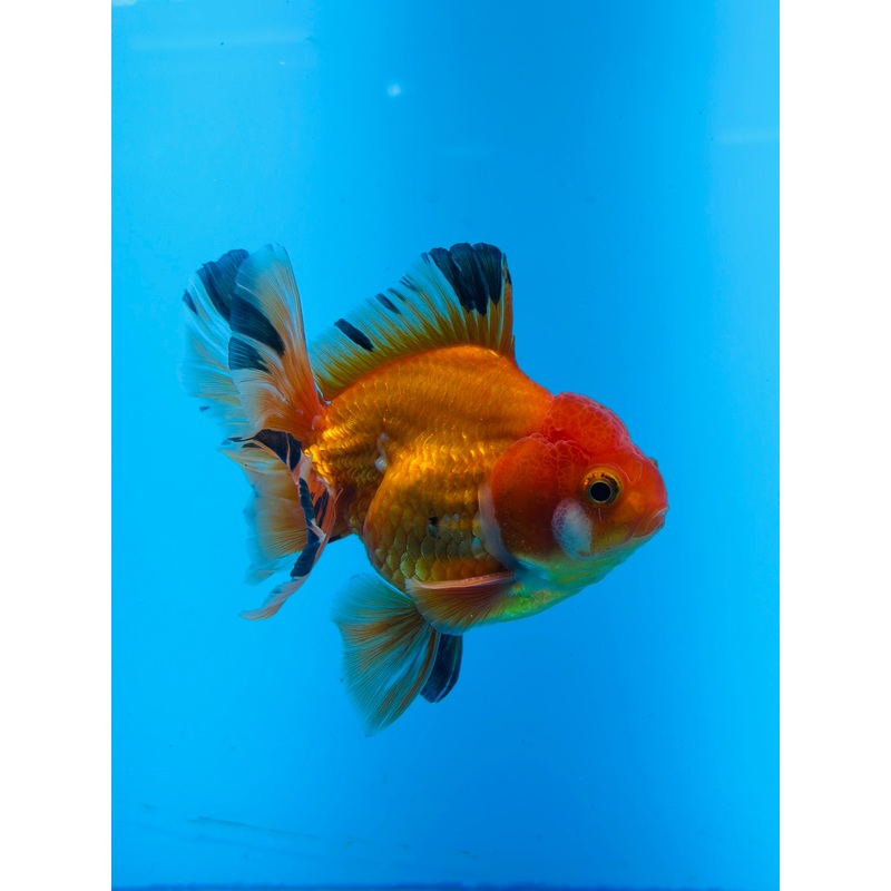 Thai Fancy Oranda Tri-Color 3.5'' Male Peacock Tail (KP-002)R1A09