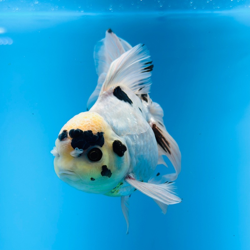 Thai Fancy Panda Oranda Orchid Tail 4.00 inch Body (KP-005)R1A09