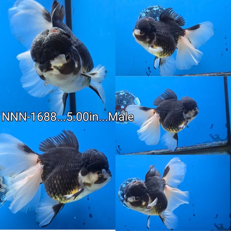 Thai Jumbo Panda Orchid Tail Oranda 5.00 inch Body Male (NNN-1688)SHOWTANK