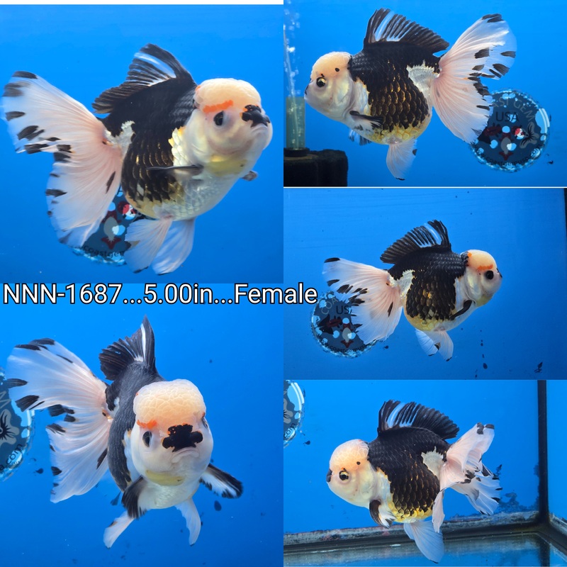 Thai Jumbo Tri Color Orchid Tail Oranda 5.00 inch Body Female (NNN-1687)SHOWTANK