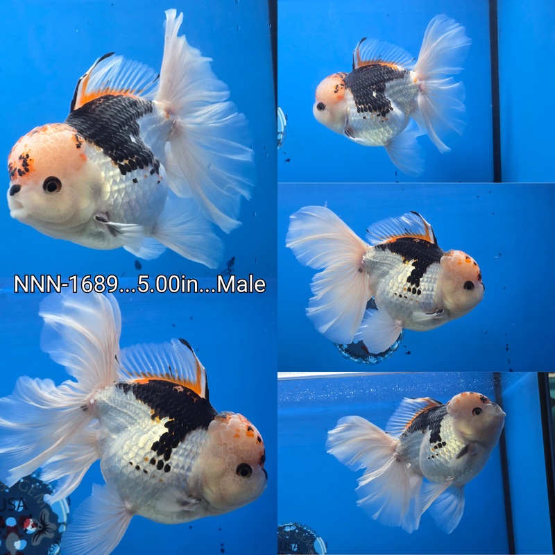 Thai Jumbo Tri Color Orchid Tail Oranda 5.00 inch Body Male (NNN-1689)SHOWTANK