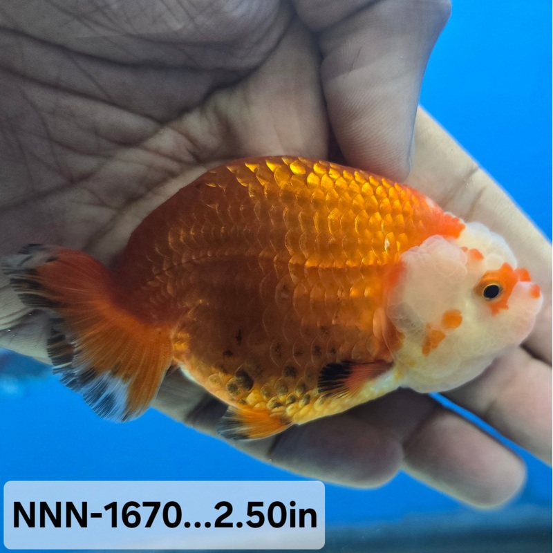 Thai Junior Red/White Dragon Head Lionchu Ranchu 2.50 inch Body (NNN-1670)R4B02