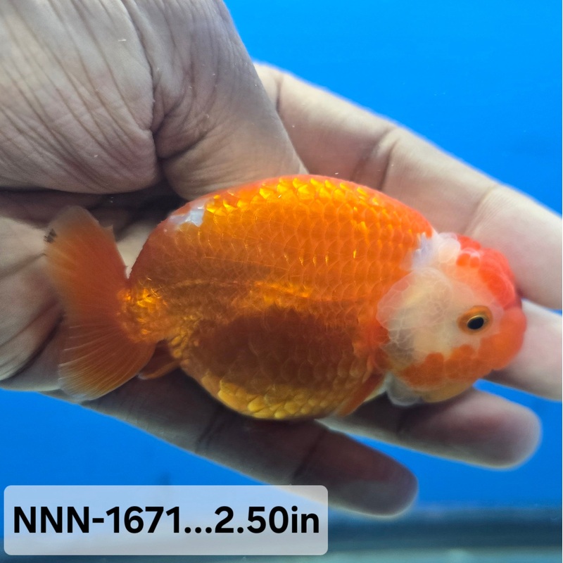 Thai Junior Red/White Dragon Head Lionchu Ranchu 2.50 inch Body (NNN-1671)R4B02