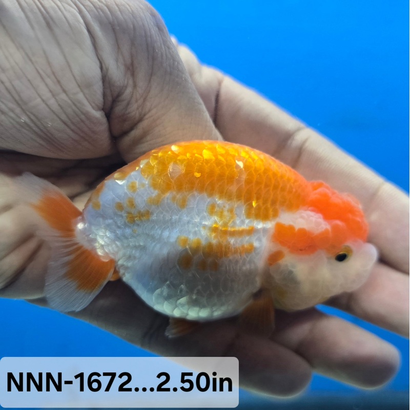 Thai Junior Red/White Dragon Head Lionchu Ranchu 2.50 inch Body (NNN-1672)R4B02