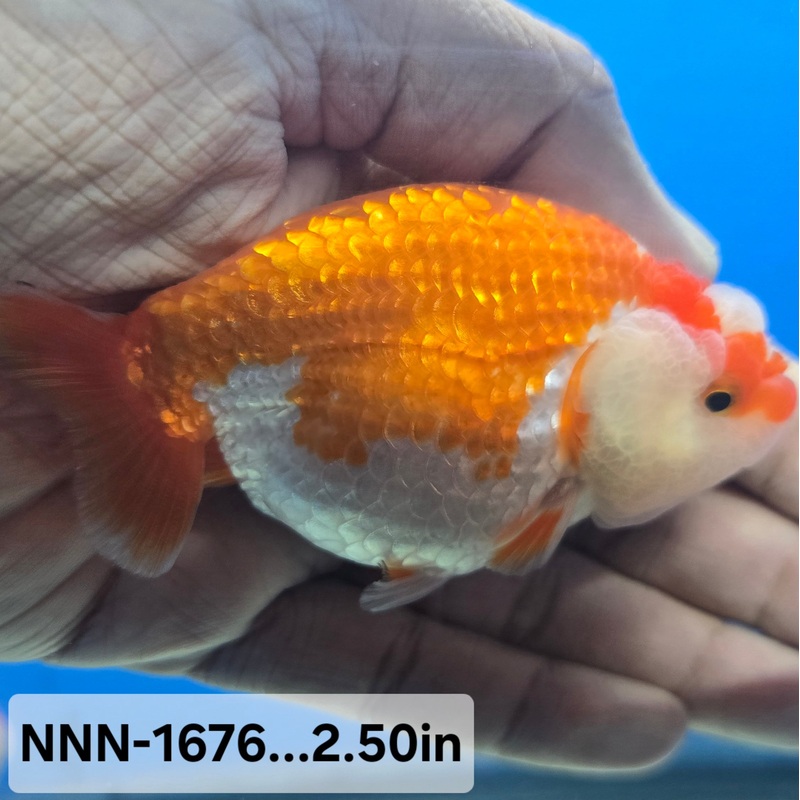 Thai Junior Red/White Dragon Head Lionchu Ranchu 2.50 inch Body (NNN-1676)R4B03