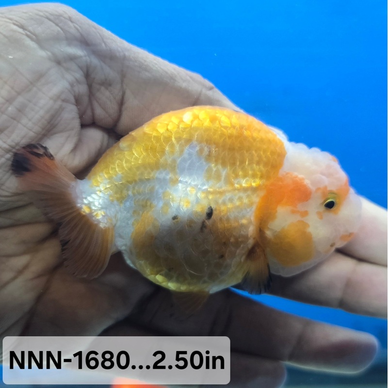 Thai Junior Red/White Dragon Head Lionchu Ranchu 2.50 inch Body (NNN-1680)R4B05