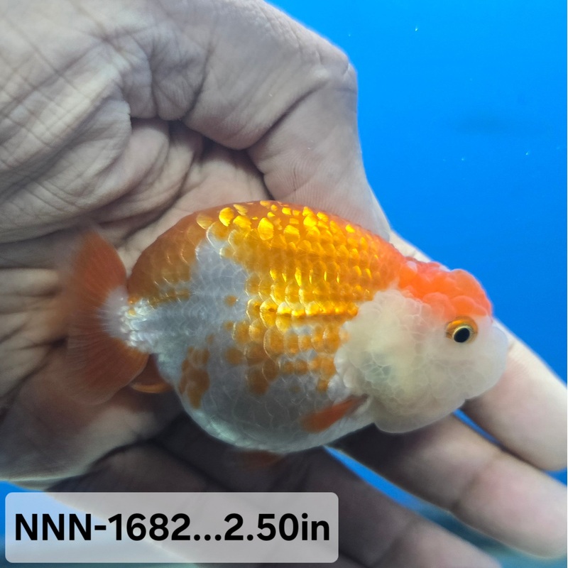 Thai Junior Red/White Dragon Head Lionchu Ranchu 2.50 inch Body (NNN-1682)R4B06
