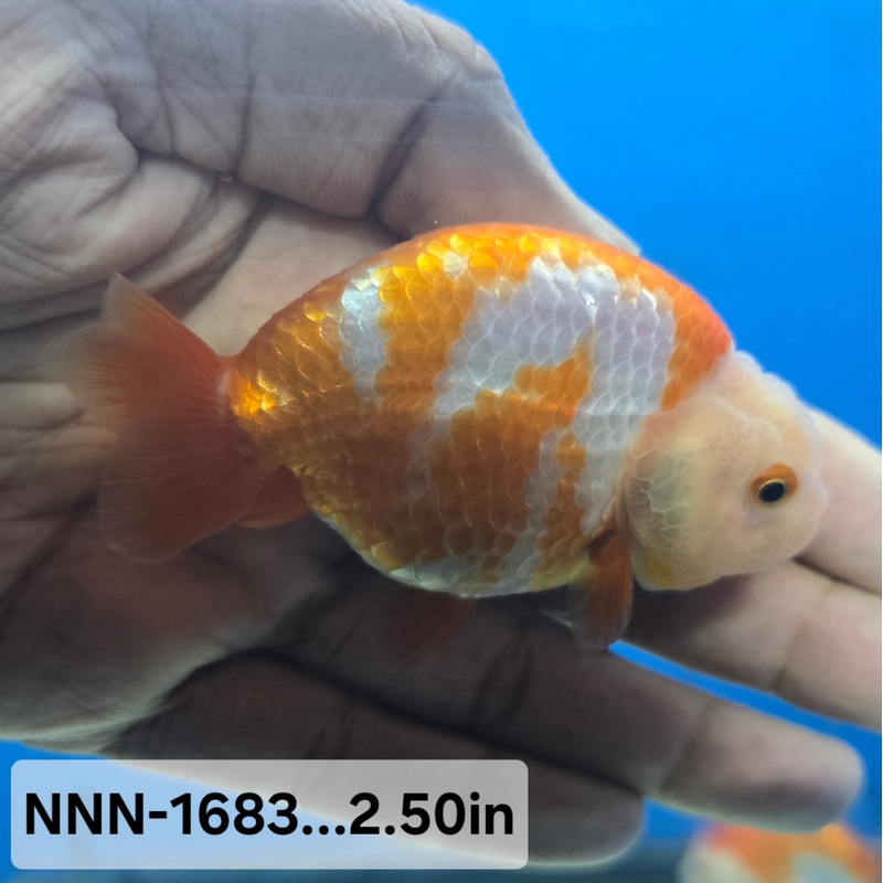 Thai Junior Red/White Dragon Head Lionchu Ranchu 2.50 inch Body (NNN-1683)R4B06