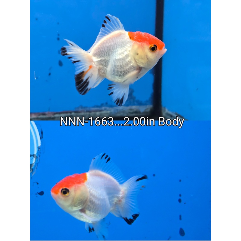Thai Junior Tri Color Oranda 2.00 inch Body (NNN-1663)R4B04
