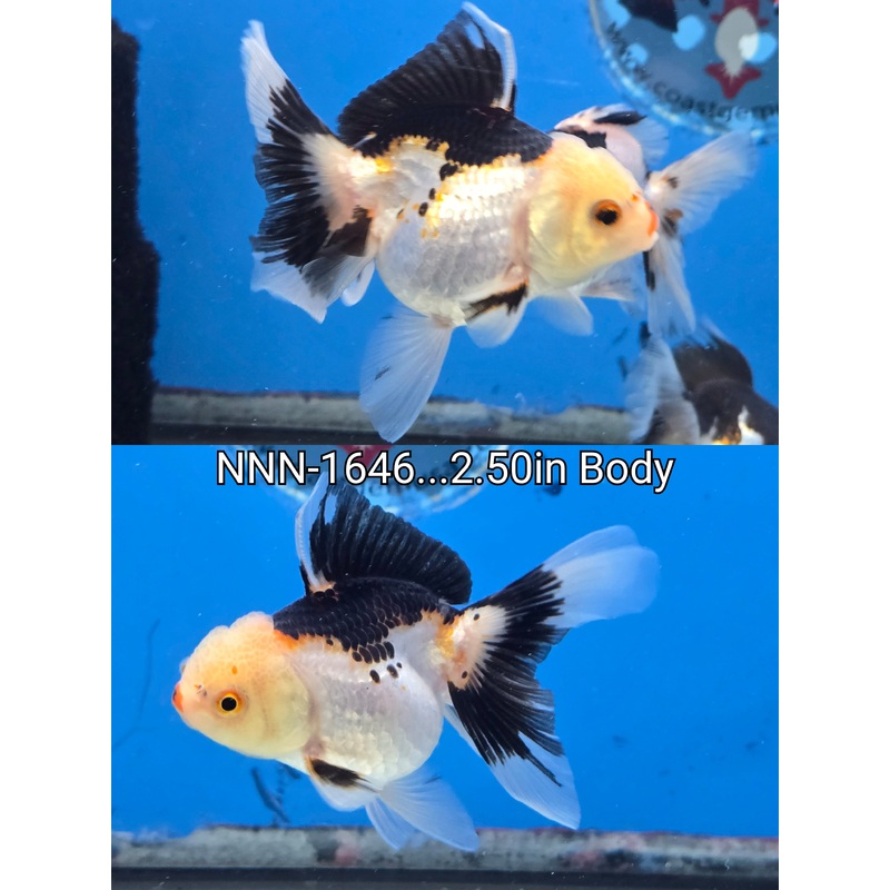 Thai Junior Tri Color Oranda 2.50 inch Body (NNN-1646)R4C06