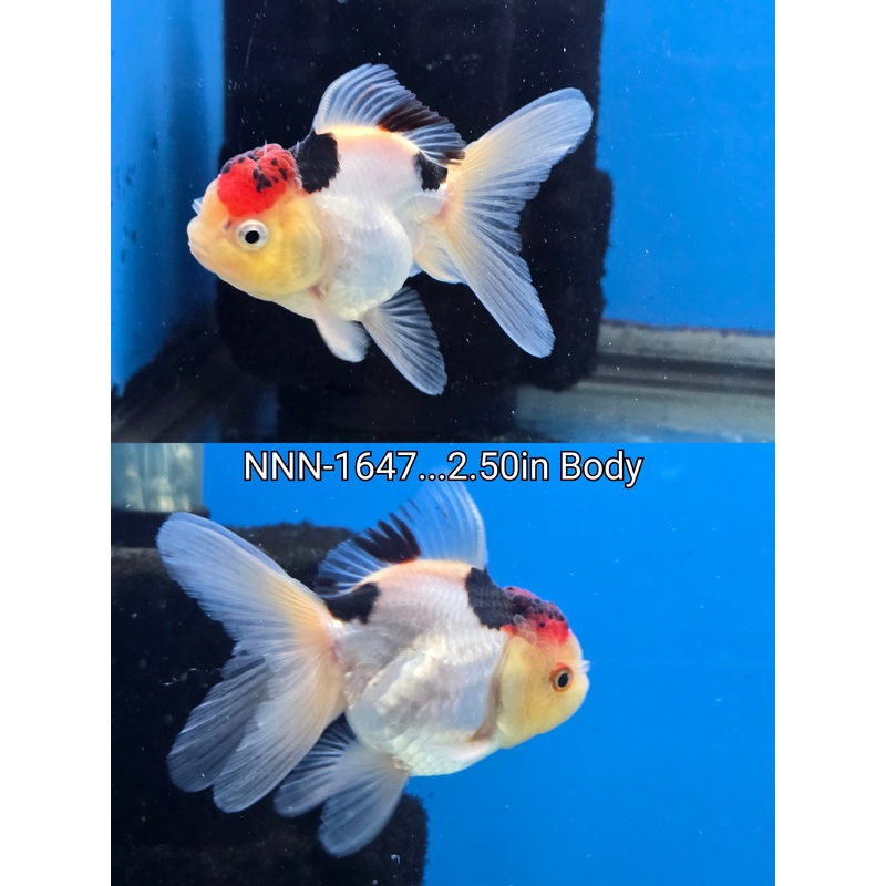 Thai Junior Tri Color Oranda 2.50 inch Body (NNN-1647)R4C06
