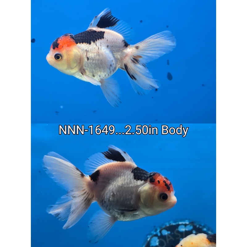 Thai Junior Tri Color Oranda 2.50 inch Body (NNN-1649)R4C06 Female