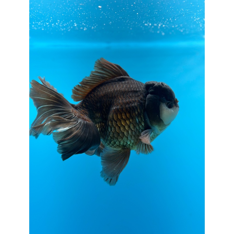 Thai Panda Oranda Orchid Tail 4.00 inch Body (KP-004)R1A08