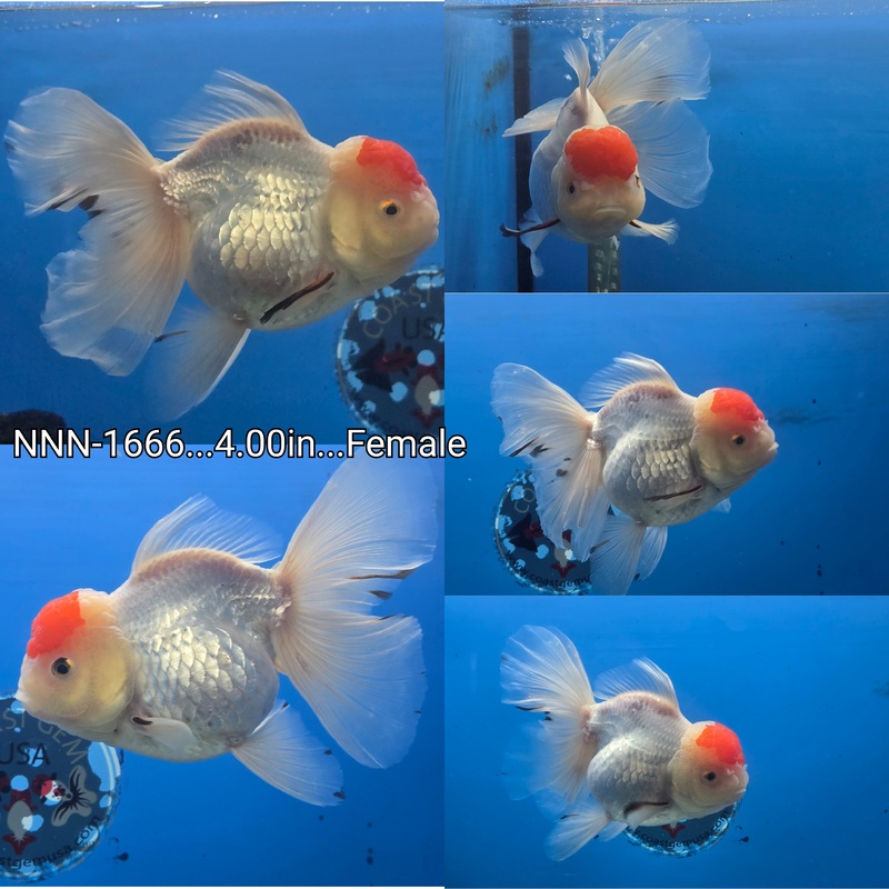 Thai Red Cap Orchid Tail Oranda 4.00 inch Body Female (NNN-1666)R1A11