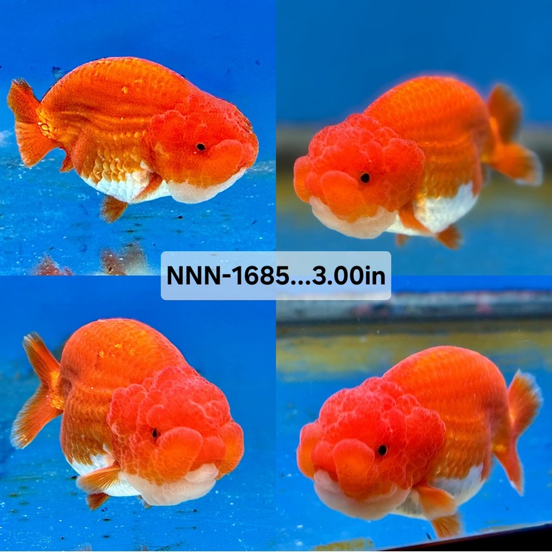 Thai Red/White Dragon Head Lionchu Ranchu 3.00 inch Body Male (NNN-1685)R4C04
