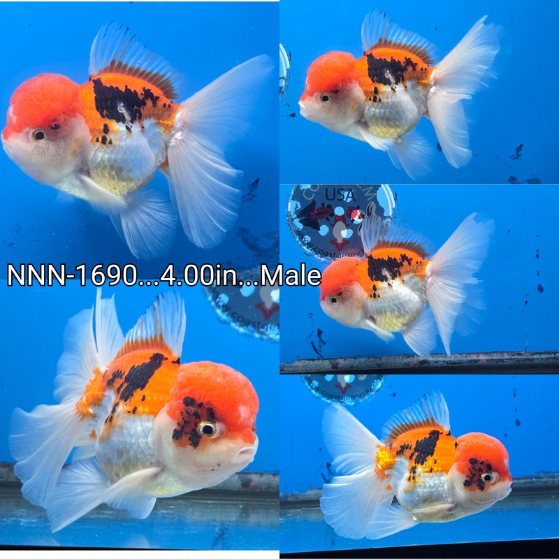 Thai Red/White Orchid Tail Oranda 4.00 inch Body Male (NNN-1690)SHOWTANK