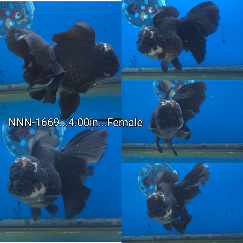 Thai Special Black Panda Orchid Tail Oranda 4.00 inch Body Female (NNN-1669)R1A11