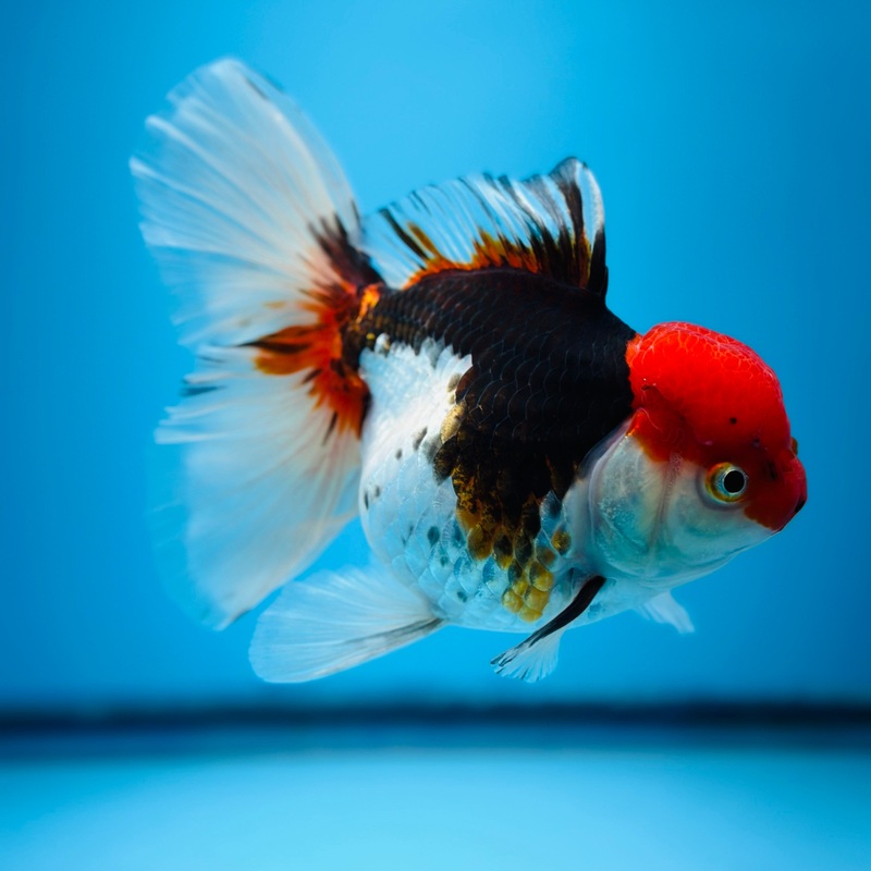 Thai Tri Color Orchid Tail Oranda 4.00 inch Body (KP-007)