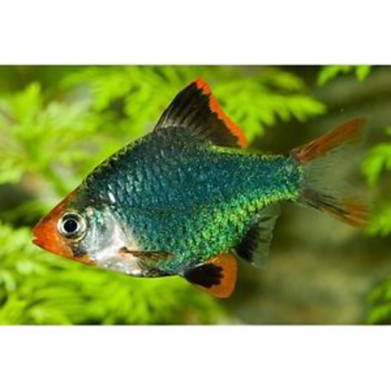 (TROP-132)U039 (3 pack) Green Tiger Barb