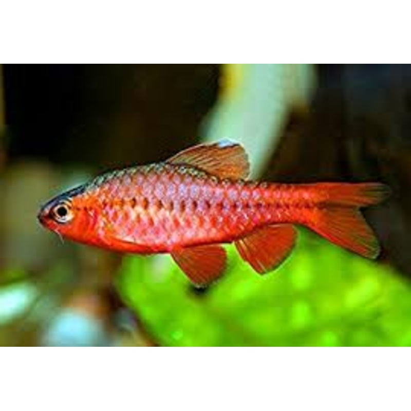 (TROP-170)(3 fish) Longfin Cherry Barb (Puntius titteya) Large