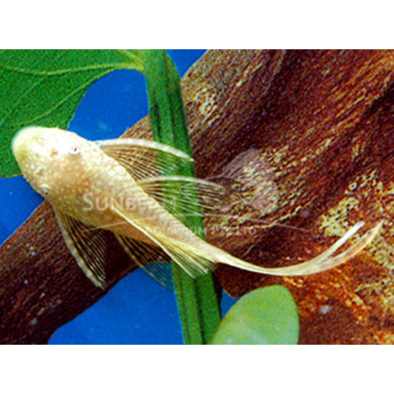(TROP-252)Albino Longfin Bristlenose Pleco 1.00 inch