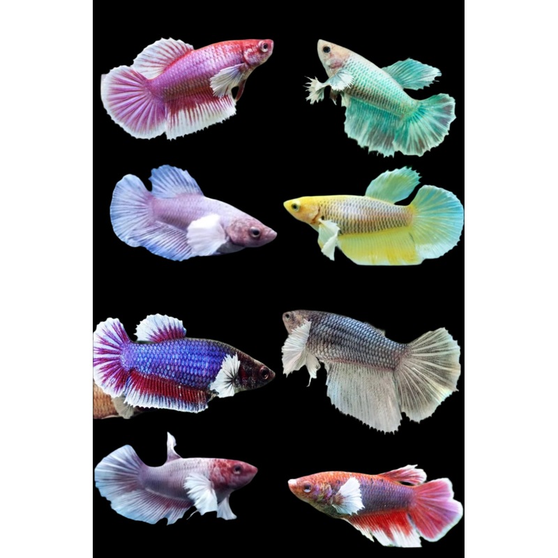 Betta Fish Mixed Dumbo Big Ear Halfmoon Sorority Group | BUY 4 GET 1 FREE! (CBG-008) R7A05