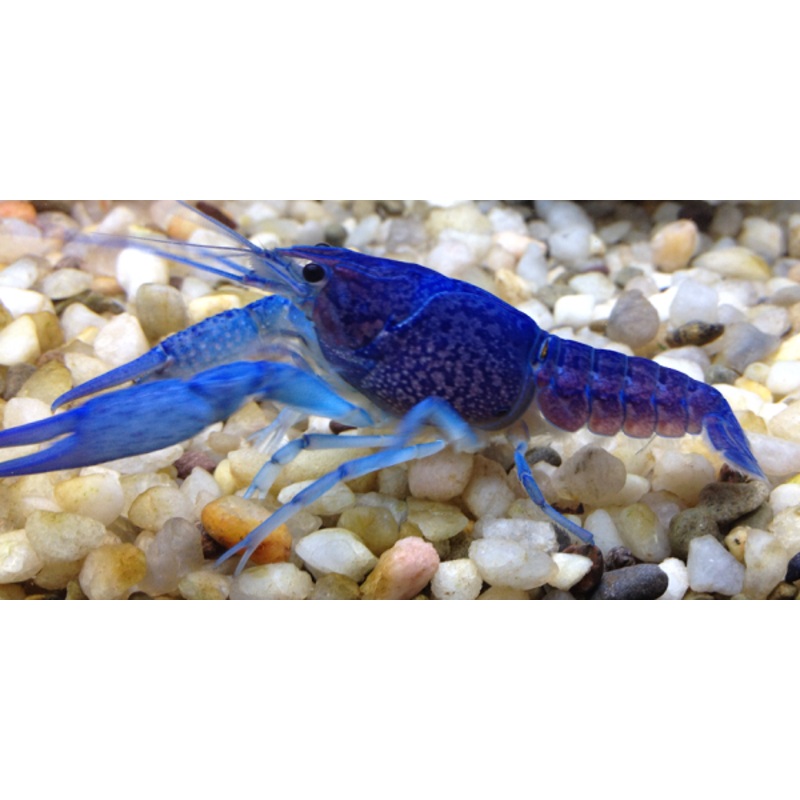 Blue Lobster