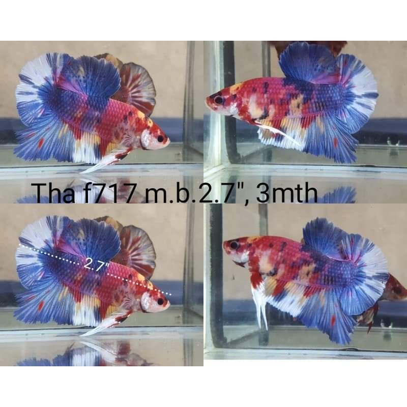 C062 (THA-717) Galaxy Candy Giant Male Betta
