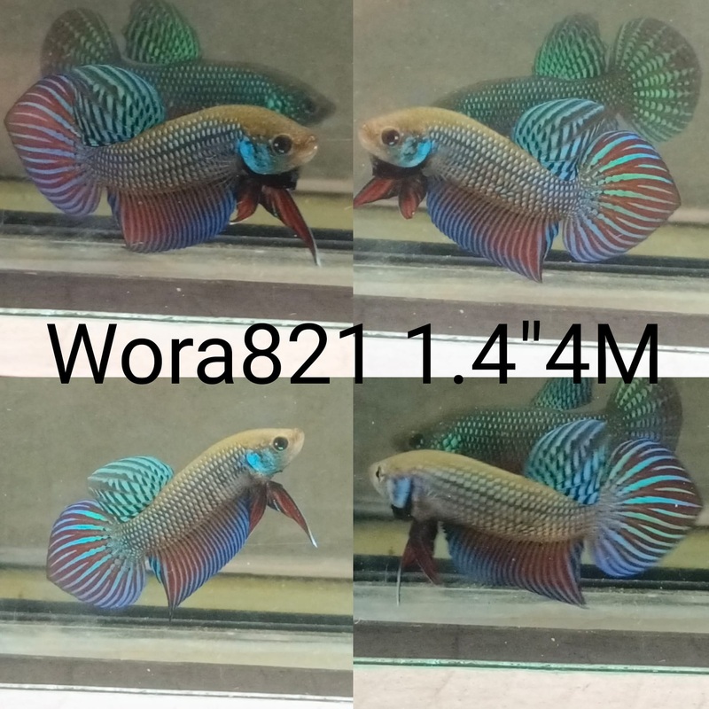 c088(WORA-821) GREEN MAHACHAI WILD MALE BETTA