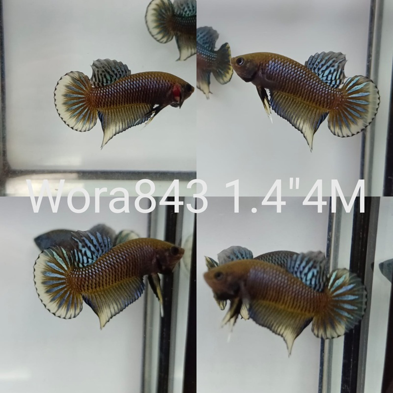 C090(WORA-843) COPPER YELLOW IMBELLIS MALE BETTA