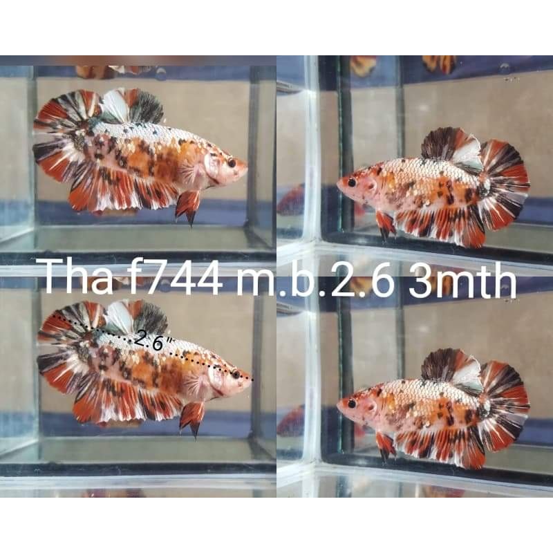 C091(THA-744) Nemo Copper Galaxy Giant Male Betta