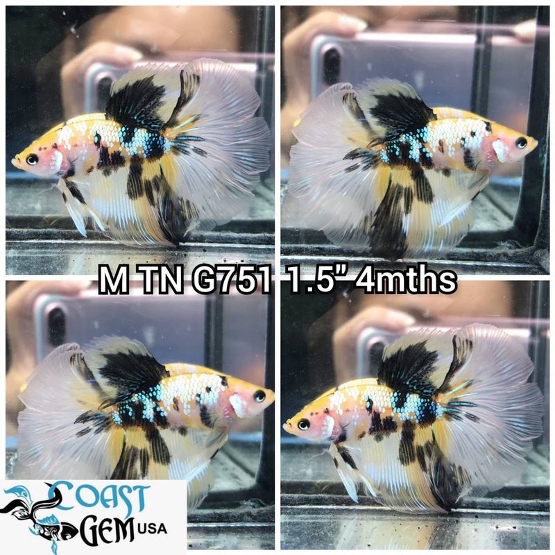 C458(TN-751) Yellow Galaxy Halfmoon Male Betta