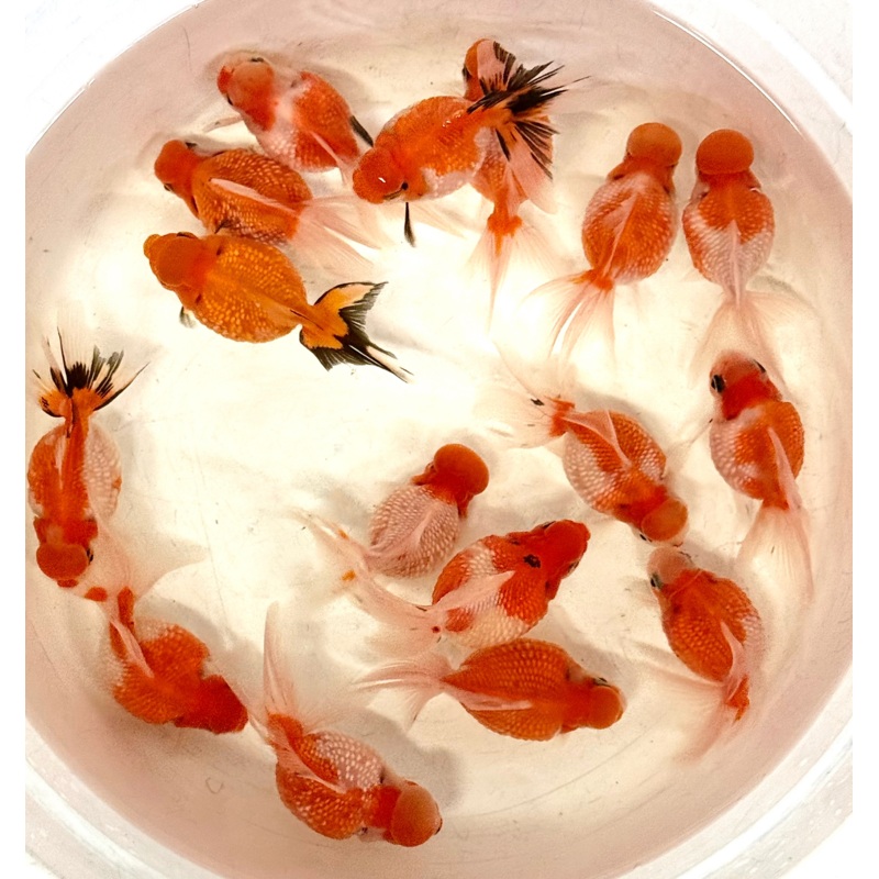 Crown Red/White Pearlscale 2.50 inch CGF 333