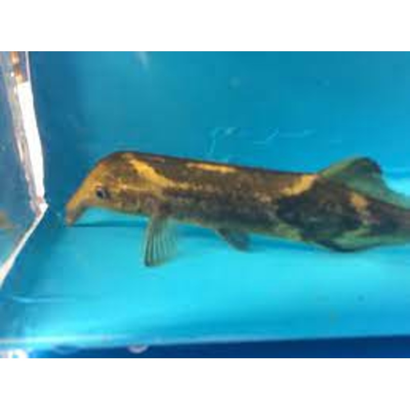 Elephant Nose Fish 4.00 inch