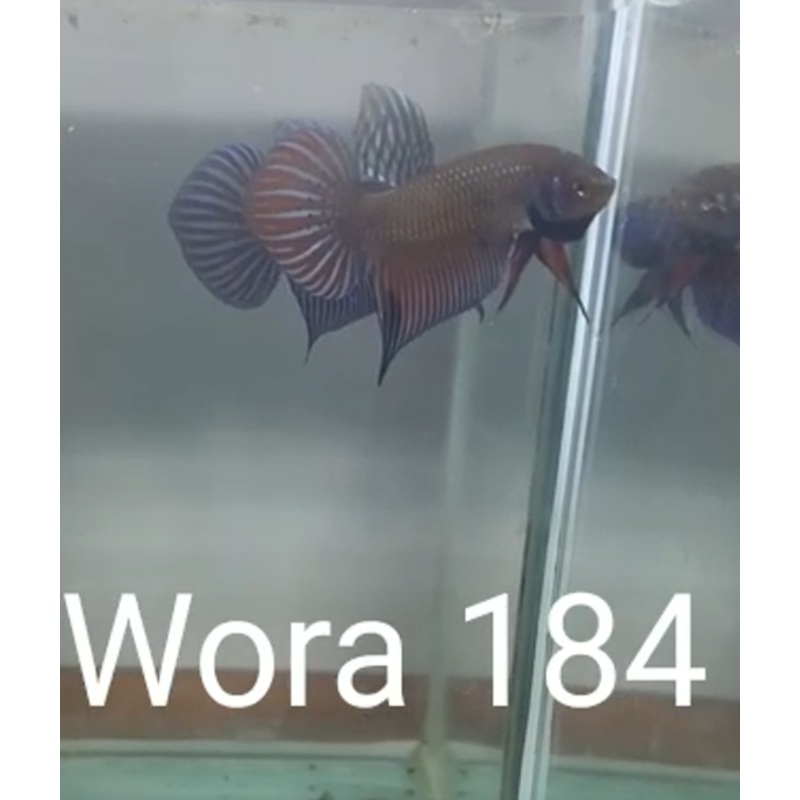F(WORA-184F)Blue Mahachai Wild Female Betta
