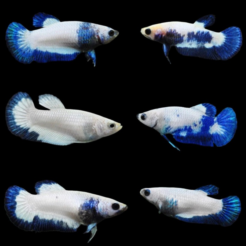 Female Live Betta Blue Rim/Marble Plakat | BUY 4 GET 1 FREE! (CBG-017) R7A07