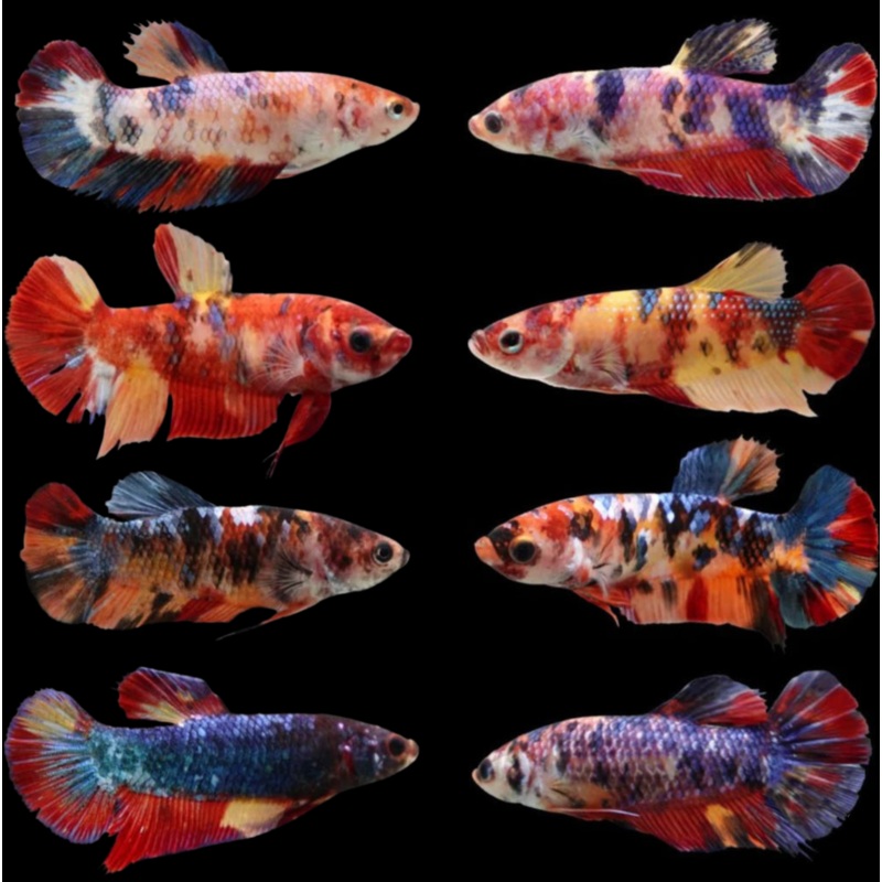 Female Live Betta Fish Koi Mixed Color Halfmoon Sorority Group | BUY 4 GET 1 FREE! (CBG-009) R7A10