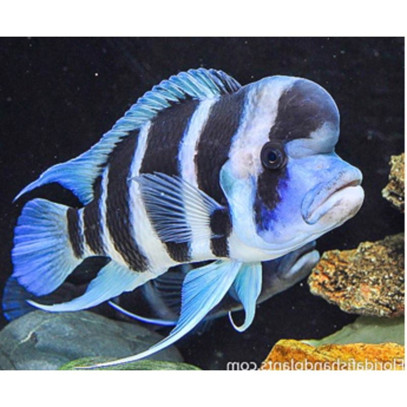 Frontosa Burundi Cichlid  (Cyphotilapia Frontosa "Burundi")(CHD-143)