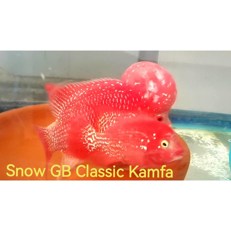 Golden Base Kamfa Classic Fry 1.00-2.00" Flowerhorn by Snow X Breed