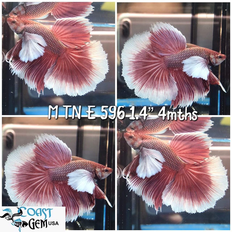 J144(TN-596) Red Fancy Dumbo Ear Halfmoon Male Betta